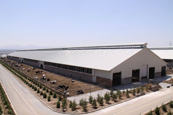 烏拉圭標(biāo)準(zhǔn)養(yǎng)牛場鋼結(jié)構(gòu)廠房